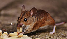 24 Hour & Emergency Exterminators in Cambridge, MA
